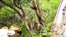 Cute Koalas Playing  Funnnny Pets]