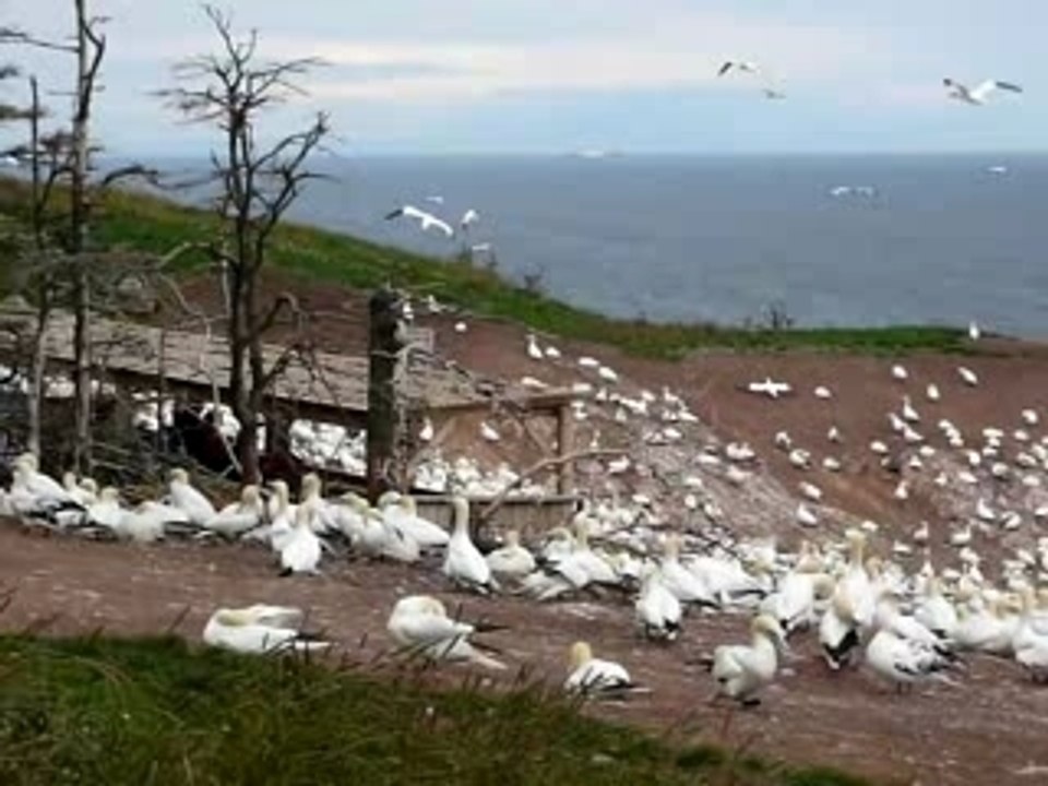 2_Les Fous de Bassans, sur l'île Bonaventure