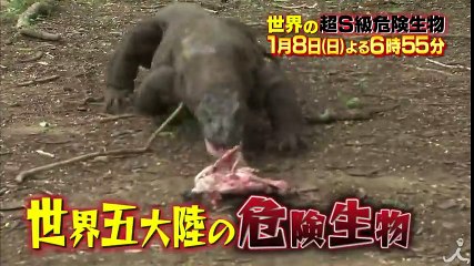 危険な! ふしぎな! たのしい! 動物が続々登場! 1/8(日)『世界の超S級危険生物巨大＆大群＆キテレツ 衝撃生物SP』【TBS】