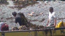 Extracción de algas en Chile, altamente rentable pero potencialmente perjudicial