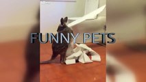 Cute Koalas Playing  rs [Funny Pets]