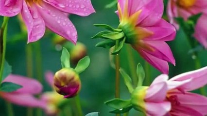 068 Surat Al-Qalam (The Pen) - سورة القلم