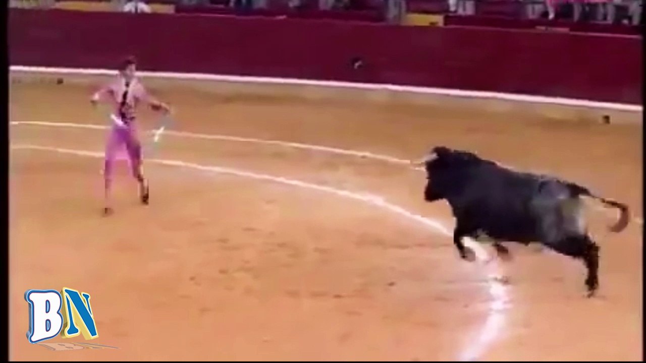 bull attacking a man very dangerous most watch