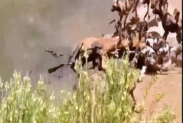 Les chiens sauvages attaquent et tuent le pauvre cerf