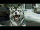 Call of Duty Ghosts Trailer du DLC "Le Loup"