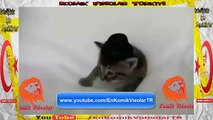 Anne Kedi  Yavrusuna Enseye Şaplak Atıyor  Komik Video lar izle
