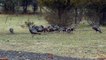 Eagle Attacks deer,Turkey, neck long bird |Eagle vs Condor -Video compilation