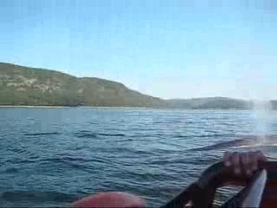 Les baleines,Tadousac