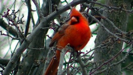 Popular Videos - Screensaver & Nature