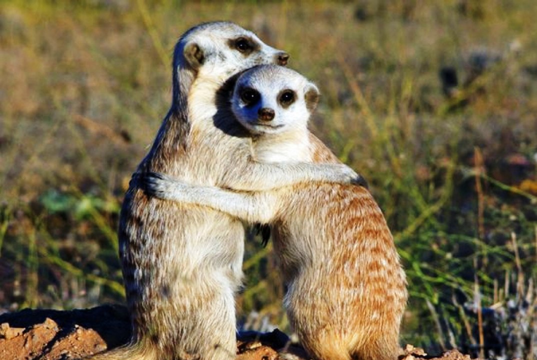 Top animais selvagens #264c, Animais selvagens atacando, Animals, Confrontos animais, Serpentes atacando animais e human