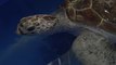 Tirelire, la tortue qui avait 900 pièces dans l’estomac, réapprend à nager