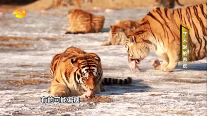 《新闻当事人》第20170312期：了不起的养虎人 People IN News：【芒果TV官方超清版】