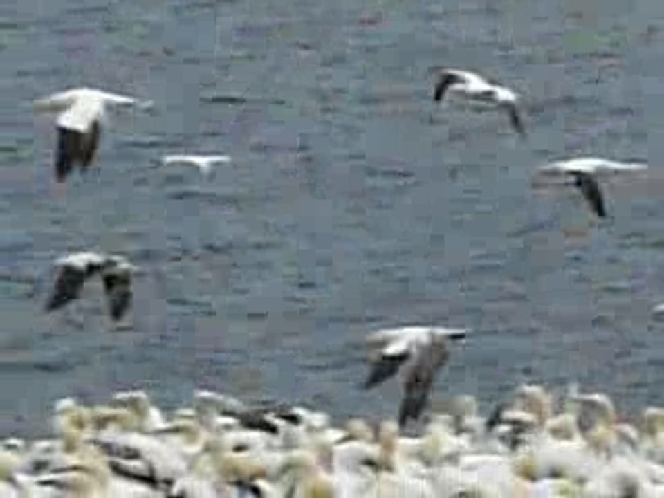 4_Les Fous de Bassans,île Bonaventure,escrime