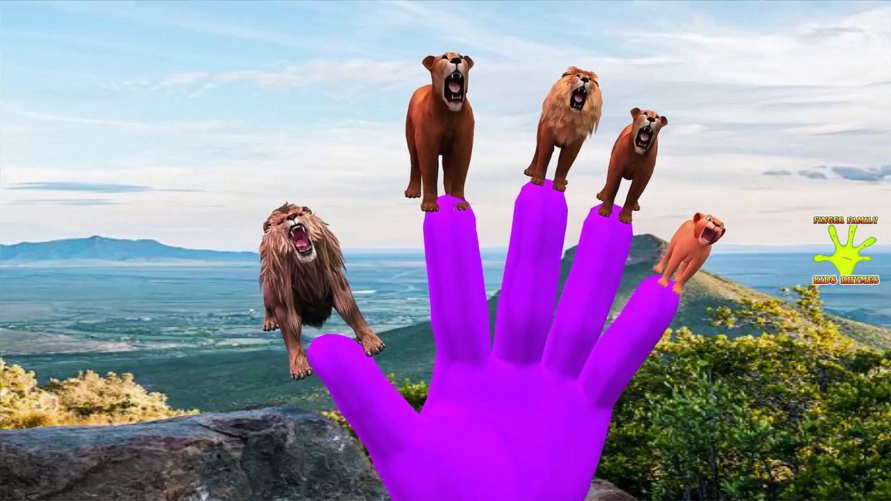 Lion Vs Tiger Finger Family Song | Tiger Vs Lion Fight | Children Nursery Rhymes by PoPo K