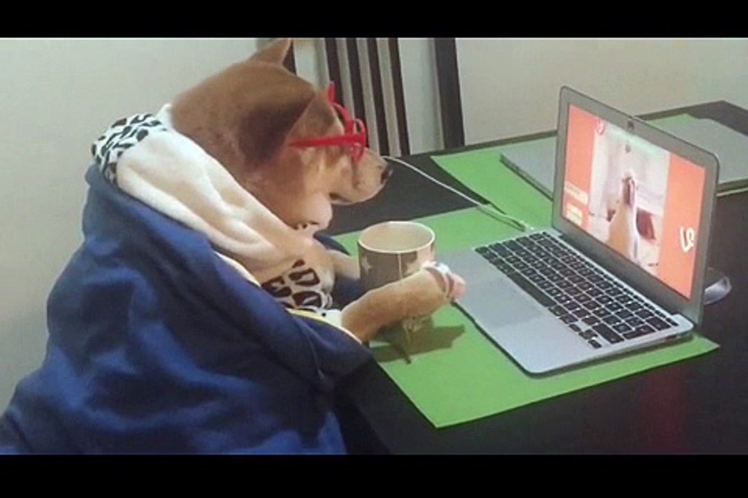 Dog studies at laptop at dining table Funny video  Funny animals