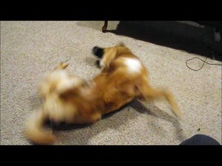 Cayote/Jack Russel mix sneaks cat toy