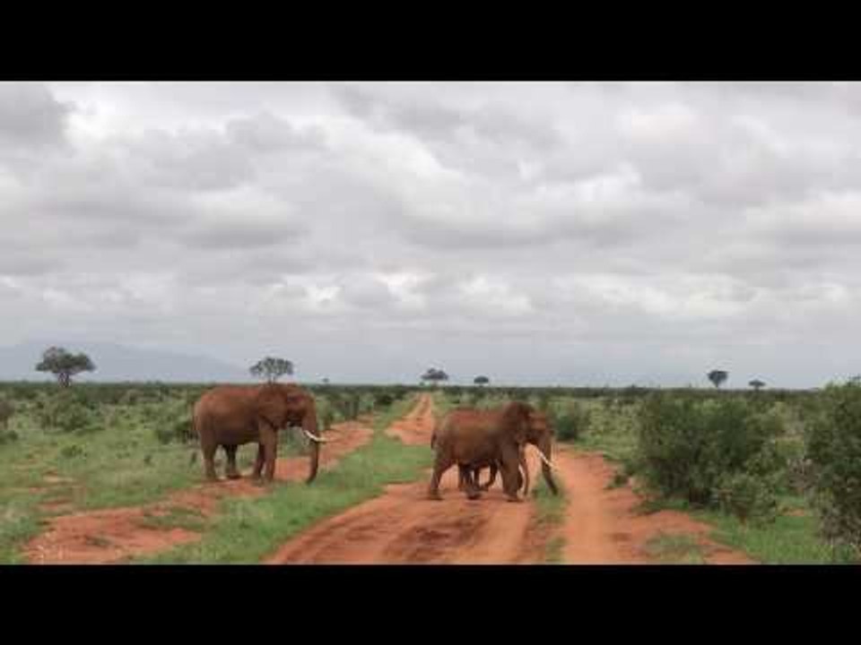 Beautiful Herd of Red Elephants Prowl Through Rural Kenya
