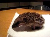 loulou, bébé hérisson aveugle