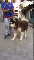 The 16 month old Alaskan dog has a very beautiful brownish chocolate coat