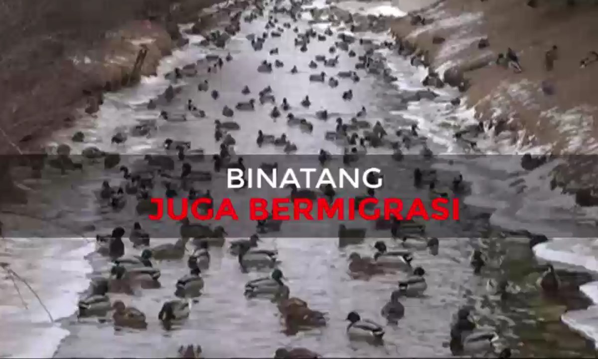 Binatang Juga Bermigrasi