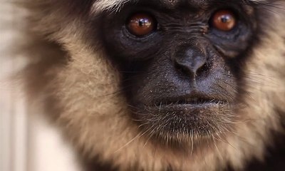 Astrid akan Jelajahi Hutan Sumatera Barat