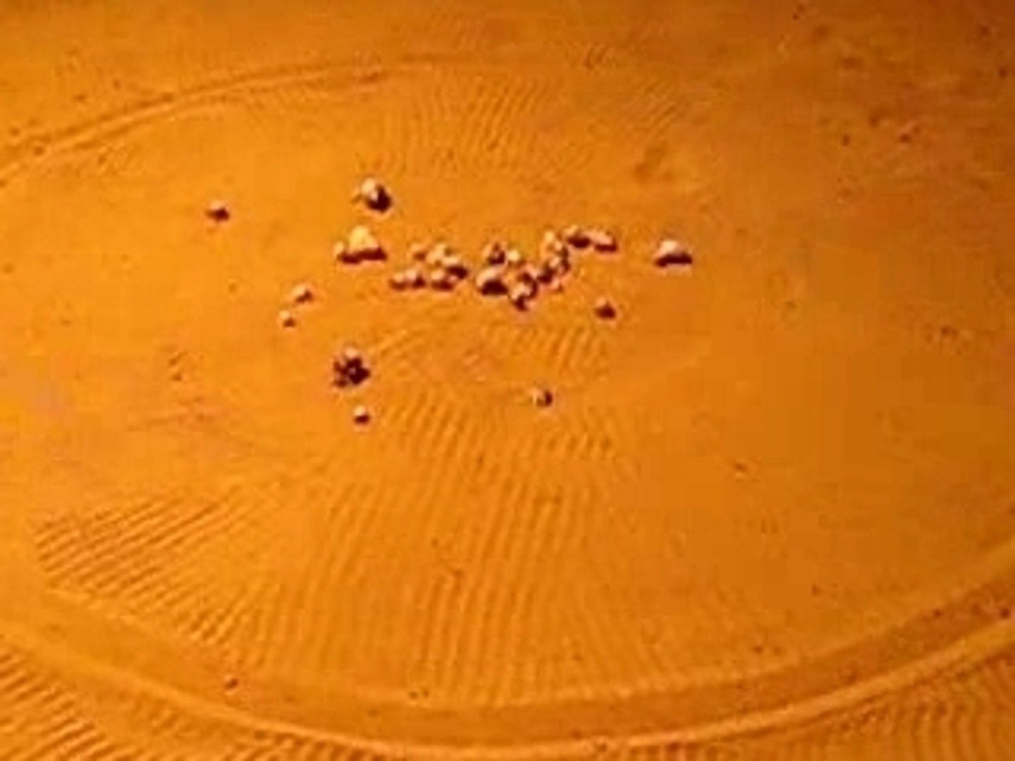 Crab race