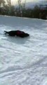 Mountain Rescue Dog Has Fun Sliding on Snow in Lake Tahoe
