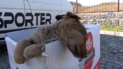 Bu Barınakta Hayvan Mezarlığı Var