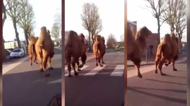Ces deux chameaux ont eu envie de faire une petite promenade dans les rue de Roubaix