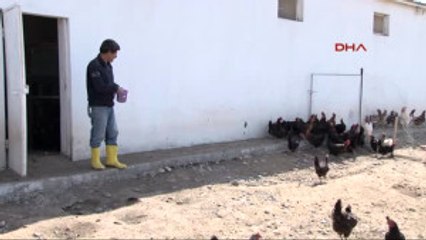 Diyarbakır Köy Tavuğuna Özlem Duyanlar Için Üniversitede Organik Tavuk Yetiştiriliyor