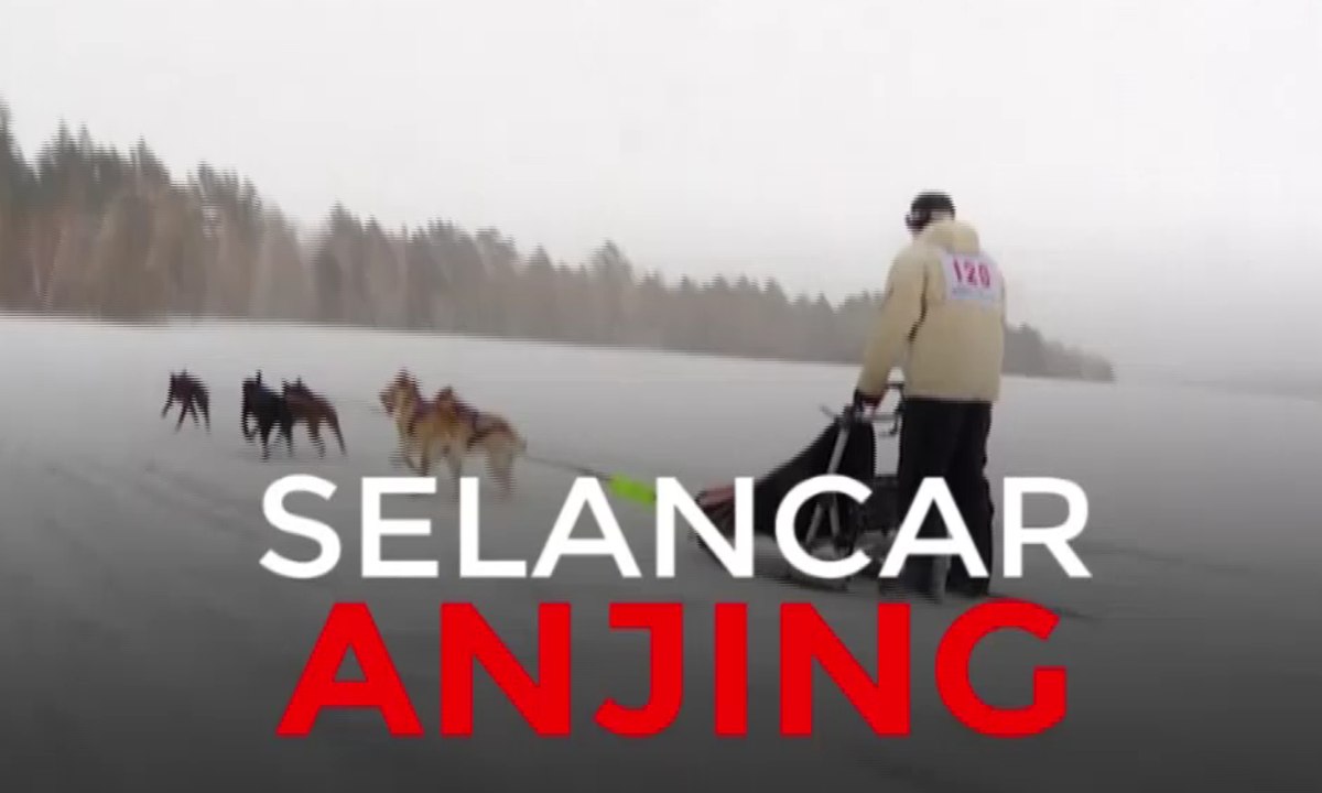 Selancar Anjing