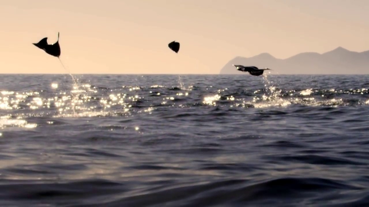 Des raies géantes sautent et volent hors de l'eau !