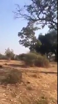 Un Elephant attaque des touristes en Afrique du Sud !