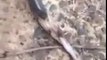 Grenouille crachée par un serpent sauvé d'un filet !