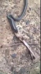 Grenouille crachée par un serpent sauvé d'un filet !