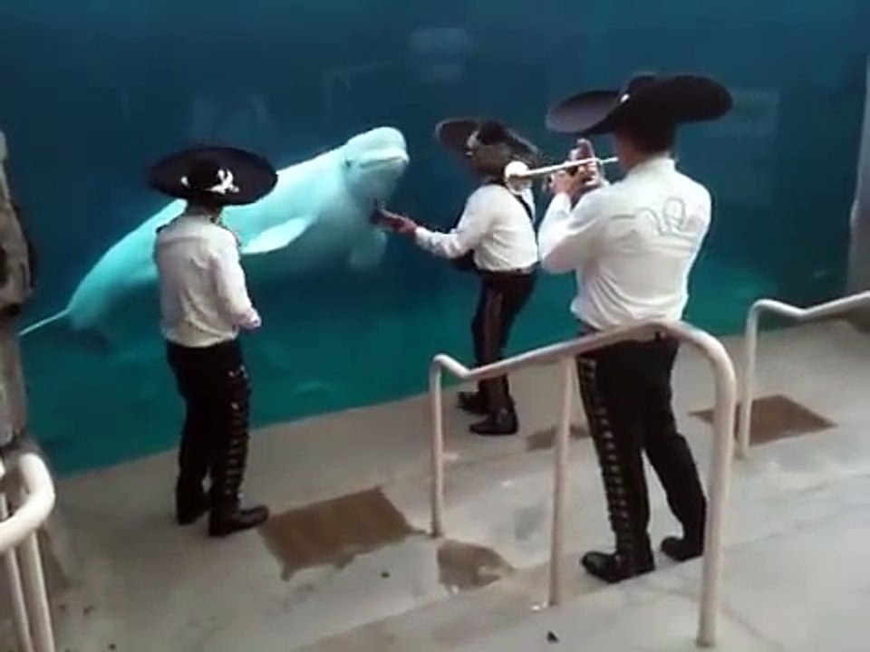 Musique mexicaine jouée à une baleine Beluga à la trompette dans son aquarium !