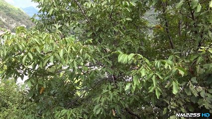 Hillclimb Cars PURE SOUND - 44° Trofeo Vallecamonica 2014