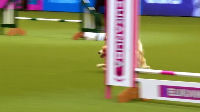Un chien s'amuse comme un fou sur un parcours d'obstacles