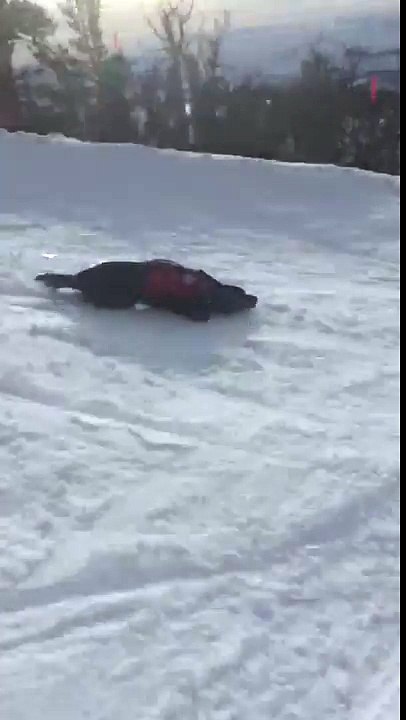 Un chien d’avalanche se fait un kif en descendant une piste de ski