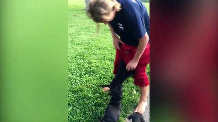 Compil de labradors trop droles! Compilation animaux
