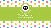 50 male dog names popular in Spain - www.namesoftheworld.net