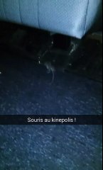 Des souris au Kinepolis Bruxelles