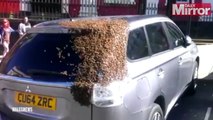 Un essaim d'abeilles suit une voiture pendant 2 jours pour sauver leur reine coincée dans le coffre
