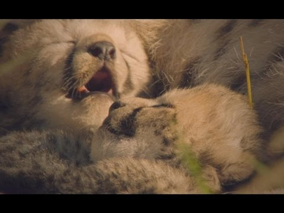 Félins (Disney 2012)