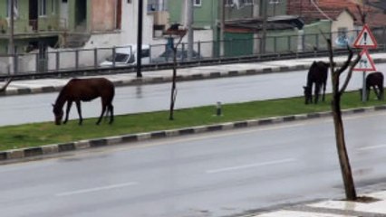 Başıboş Bırakılan Atlar Tehlikeye Davetiye Çıkardı