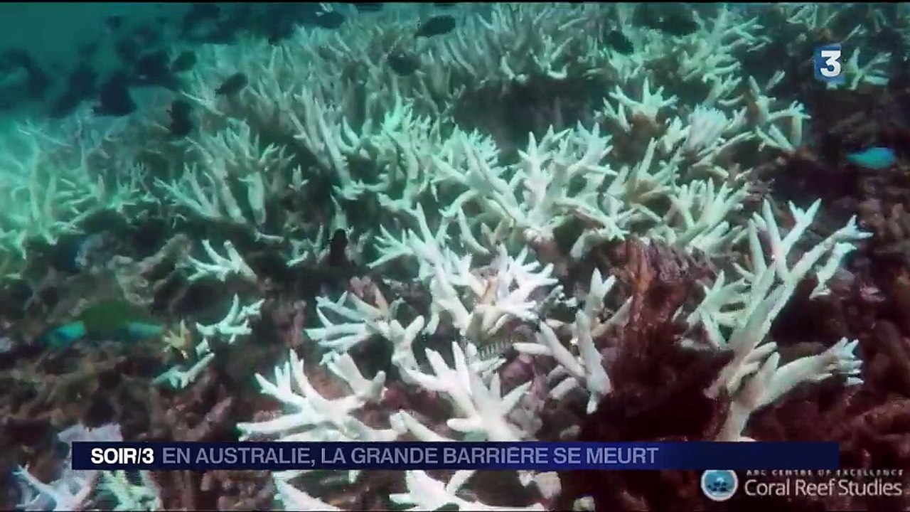Le réchauffement climatique tue la barrière de corail en Australie