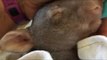 Woman Rescues Orphaned Wombat Joey