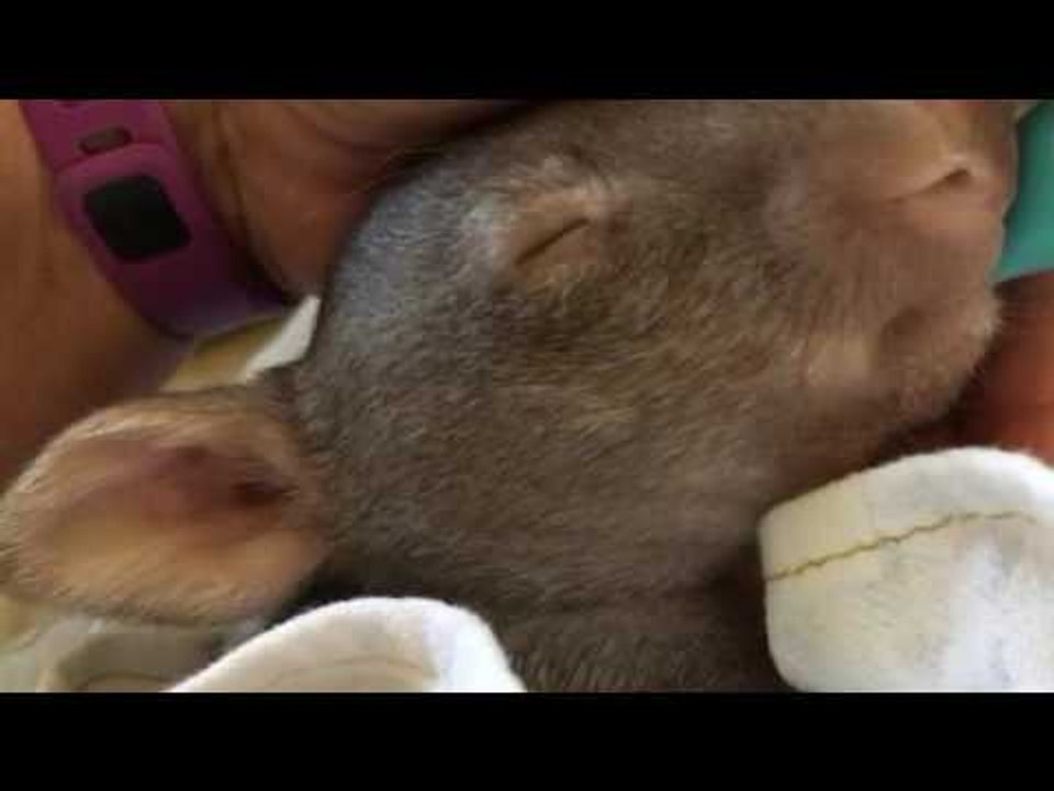 Woman Rescues Orphaned Wombat Joey
