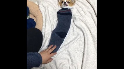 Tiny chihuahua fits inside sock
