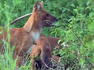 Wild Dog Packs of the Indian Forest (Full Documentary)